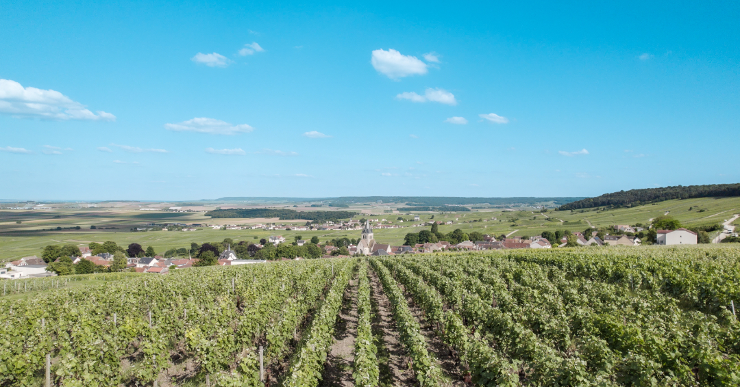 Vigne du Massif de Saint Thierry